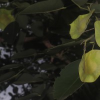 Pterocarpus santalinus L.f.